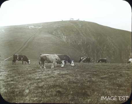 Vaches au pâturage (Hohneck)